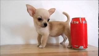 Chihuahua De Bolsillo En Venta Teacup Chihuahua For Sale Youtube