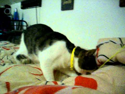  Cat  Snort  Hiss  YouTube