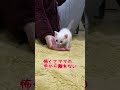 初めて来た場所が怖くてママの手から離れない子猫