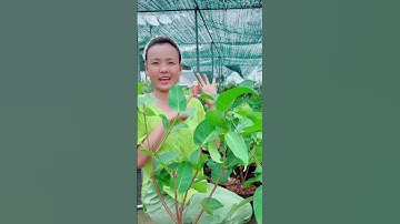 Cây giống Mận MST đang nuôi thuần chậu. #caygiongtuankiet #manmst #manhongmst #trendingshorts