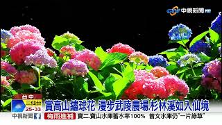 賞高山繡球花 漫步武陵農場.杉林溪如入仙境│中視新聞 20230617
