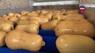 Burg Machinery - Pumpkin washing line