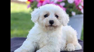 Bichon Frise Puppies for Sale