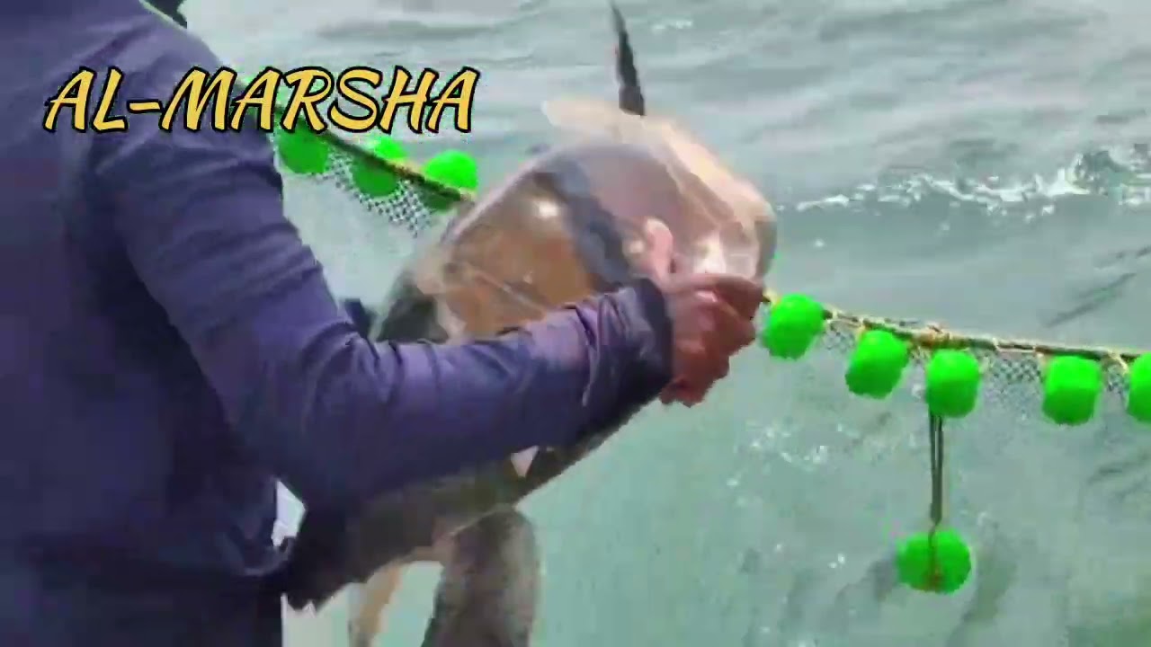 കടലാമയെ രക്ഷിച്ച ഒരു വീഡിയോ ആയിരങ്ങൾ ലൈക്ക് അടിച്ചു നിങ്ങൾക്ക് ഇഷ്ട്ടമായോ #AL-MARSHA#reels#dailyvlog