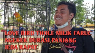 LOVE BIRD DURASI PANJANG JEDA RAPAT || THOLE PENDATANG BARU screenshot 2