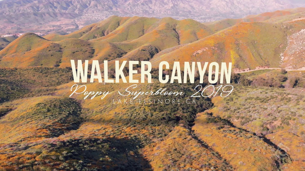 Walker Canyon Poppy Field super bloom 2019