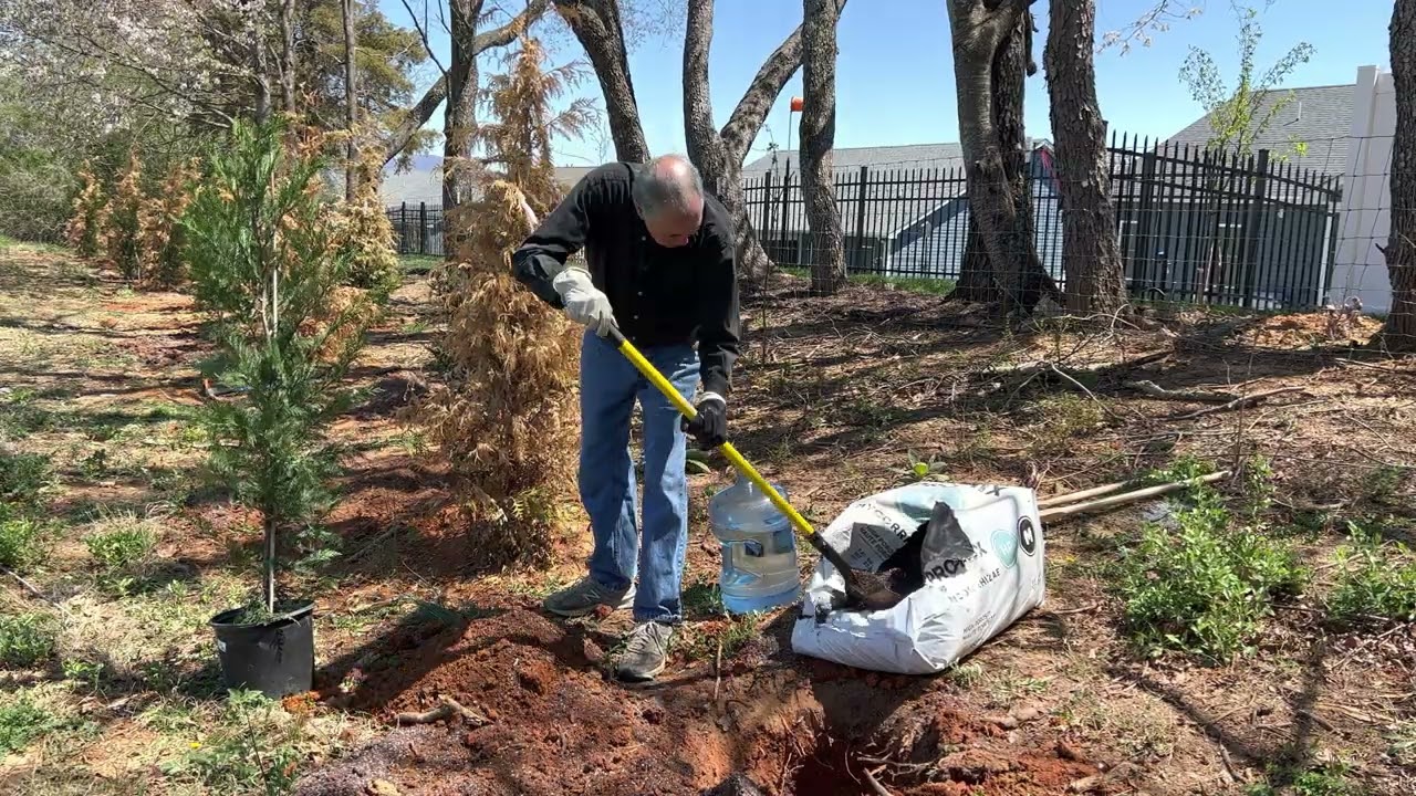 Evergreen Trees how to plant, how to plant a tree, how not to kill a evergreen, tree planting