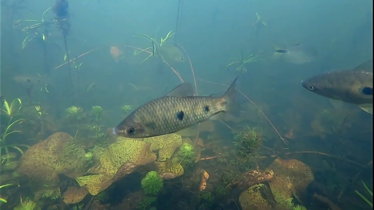 Peces en Arroyo Batel, Corrientes, Argentina