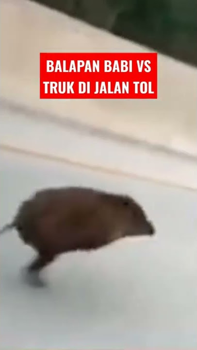 Babi Masuk jalan tol berujung Balapan sama Truk#fyp #shorts