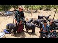 Asghar and Halimah's nomadic life | When hope sprouted again in the mountains 🌱🌄❤️