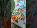 家庭菜園で山ほど玉ねぎを作る!#shorts #家庭菜園 #玉ねぎ