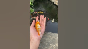 Giải cứu chú cá mắc cạn nhảy lên bờ cảm ơn cô bé tốt bụng #shorts