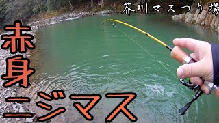 【大阪】赤身トラウトを狙え！芥川マスつり場でニジマス・イワナ釣り【2020年エリアトラウト 電車釣行】