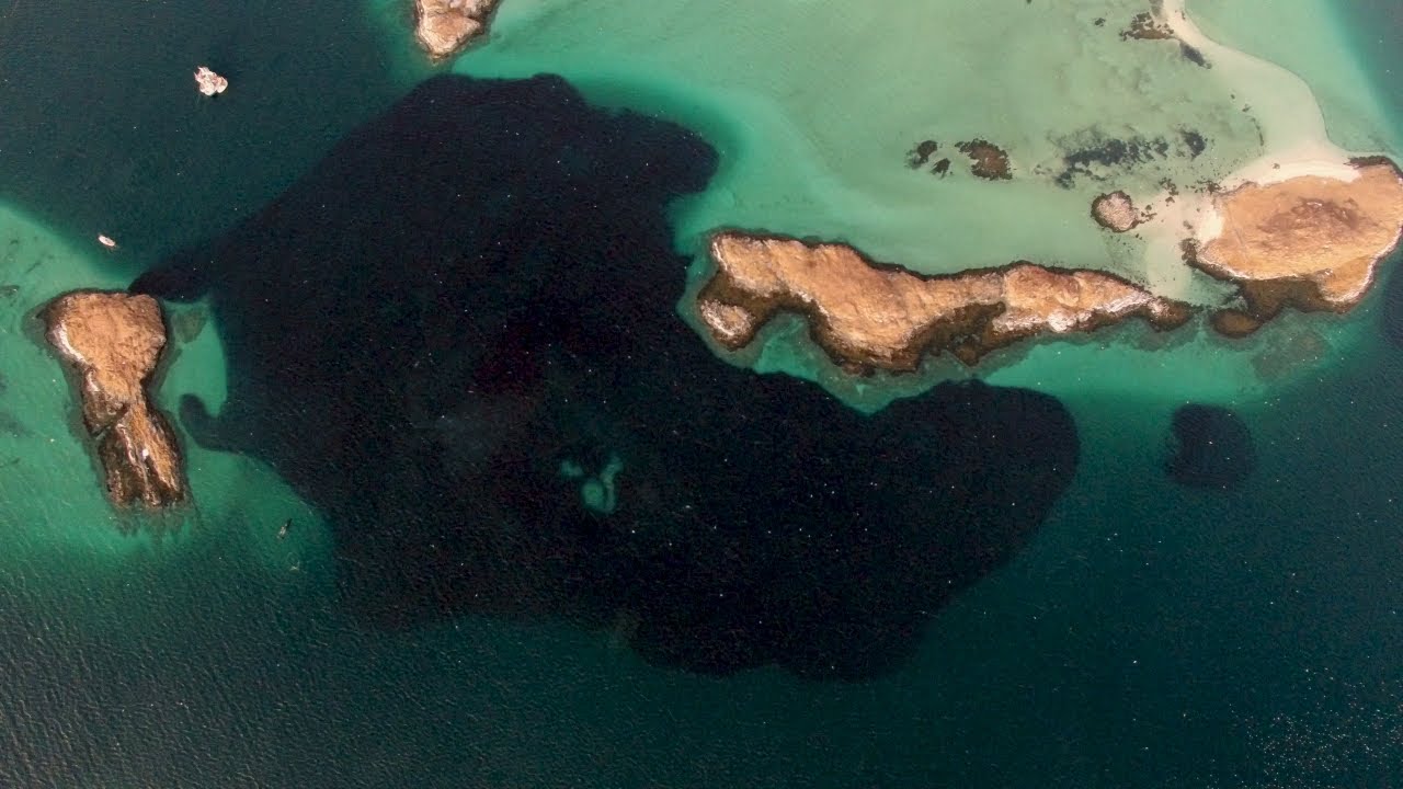 footage of chernobyl Huge shoal of Atlantic herring with a humpback whale nearby