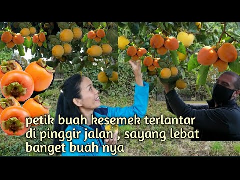 Video: Seperti apa bentuk pohon kesemek liar?