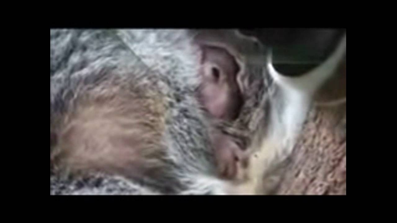 出産後間もないコアラの赤ちゃんが腹から出てきた Koala Baby Youtube