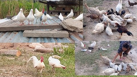 nyob zoo os los saib kuv pub qaib os 22/4/24