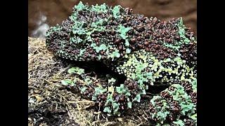 Vietnamese Mossy Frogs, How we breed and care for these amazing frogs