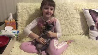 Знакомство с нашей кошкой Муркой - канадский сфинкс Знакомство с нашей кошкой Муркой - канадский сфинкс
