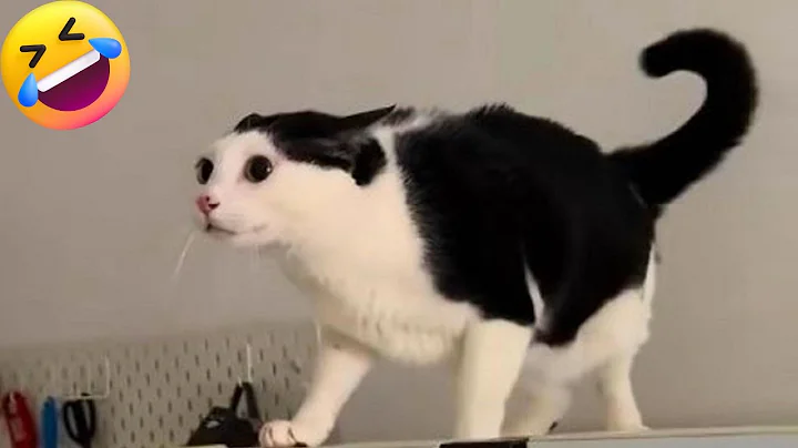 Video 11406911: funny cats adorable kitten, laugh kittens cute cats, cat born