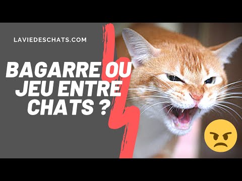 Vidéo: Quand les chats jouent ?