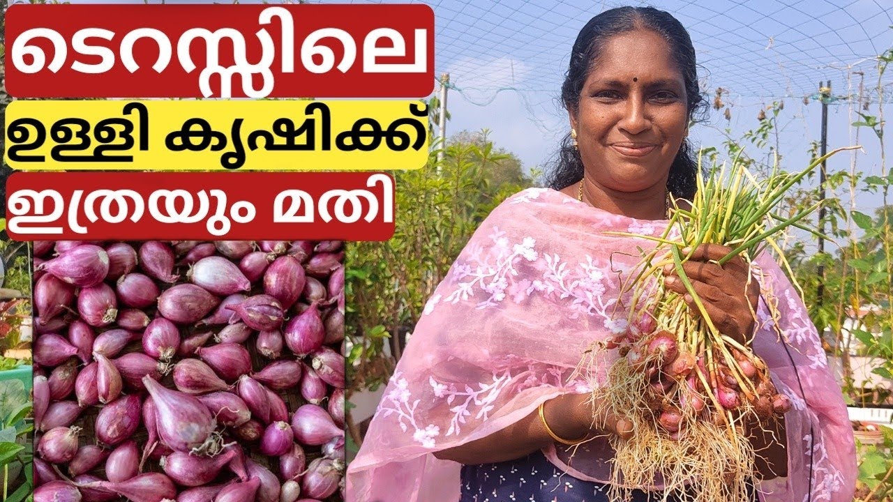 ഉള്ളി കൃഷി ഗ്രോ ബാഗിൽ | Onion farming on terrace in container or pot | Malayalam