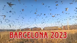 Barcelona Pigeon Race 2023  National & International Winners