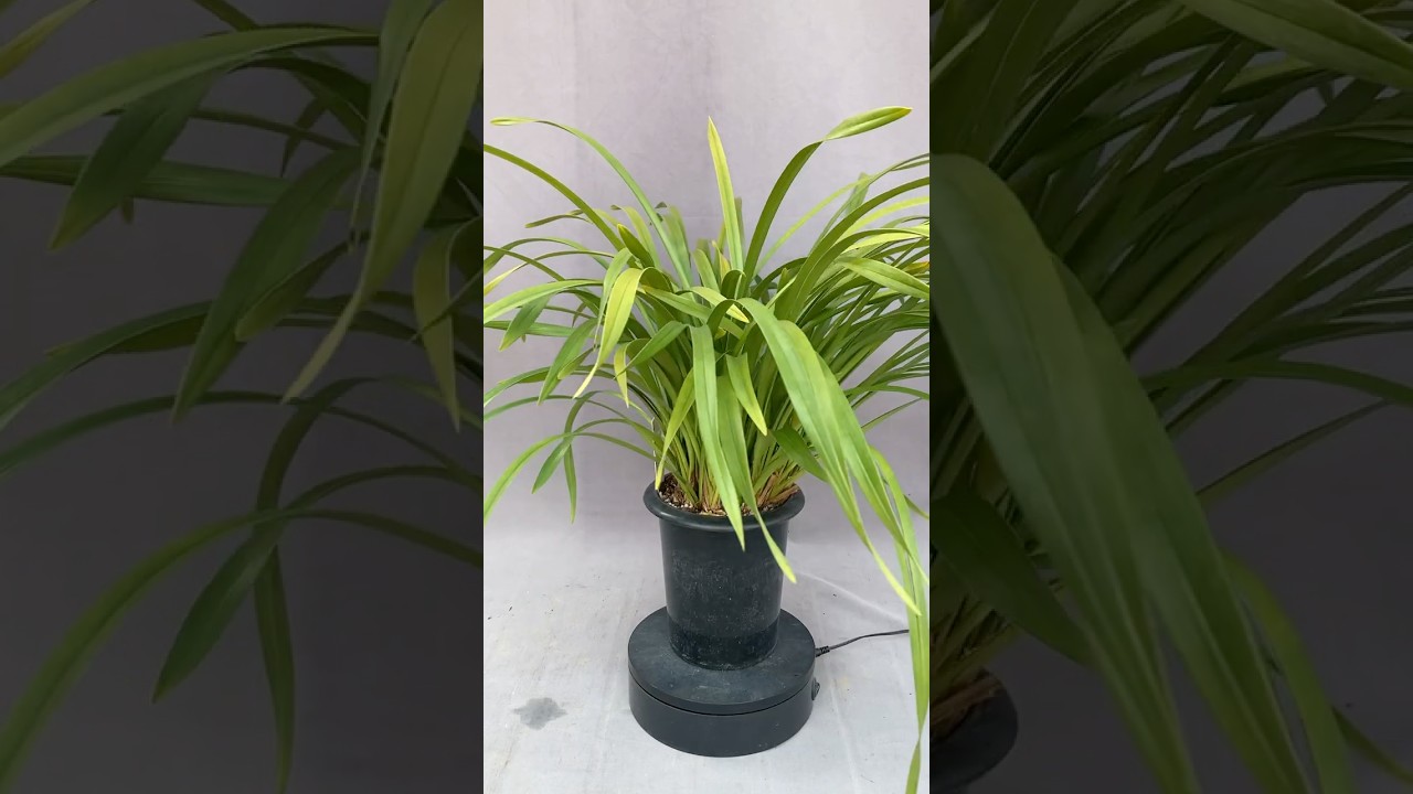キンリョウヘン大株 花芽5芽以上 | 日本ライン花木センター