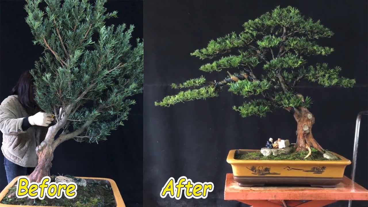 How to bend a bonsai great bonsai bending skills 25 YouTube