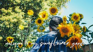 Welcome to my Sun Flower Garden｜Cut Flower Backyard Garden｜Garden Making ep5