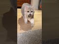 2025 Annual Summary #kittenlove #cat #cute #funnycats #summary