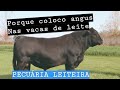 Porque coloco angus nas vaca de leite ?