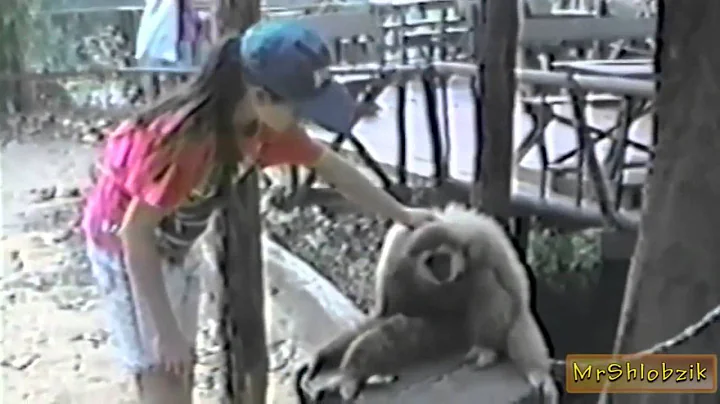 Funny Animals Most Funny Dogs Reacting To Lemons Compilation 2014