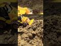 mini toll bulldozer/ मिनी टोल बुलडोजर!🚜@ankit_toys #shorts #trending #tractor #bulldozer