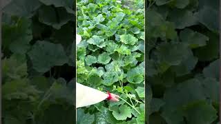 How to Harvest Pumpkin Shoots & Tendrils Like a Pro! 🎃🌱 #shorts #youtubeshorts #trending