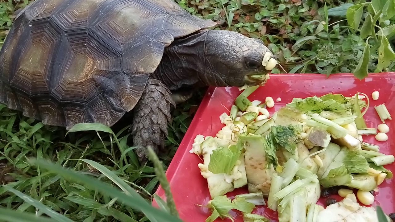 Kura manouria emys 2