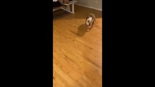Bulldog Gets the Zoomies Running Around House Then Sitting by the TV as Lady Laughs