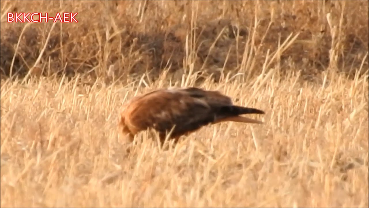 Buse de maghreb سقاوة مغاربية يفترس أفعى