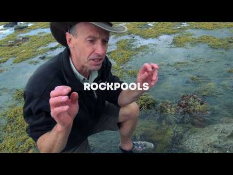 Wildlife Wanderings - Rock pools Ep 6 - Marine Flatworm & Sea Sponge