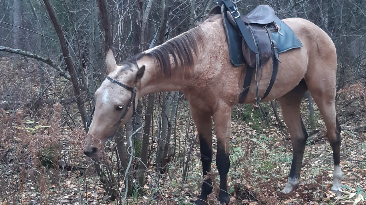 Прочистил тропинку в лесу.Лошади забыли электопастух,напомнили.!! - YouTube