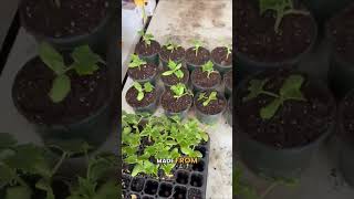 Pinion eradicates disease on cucumbers