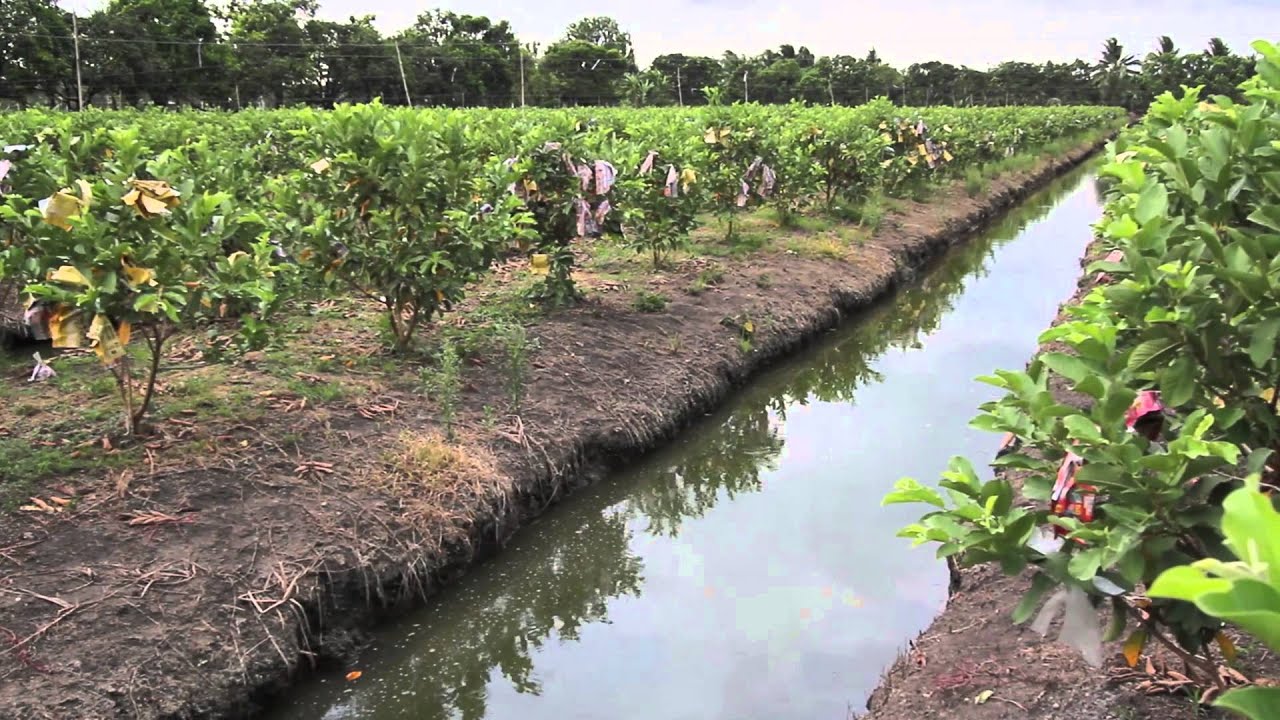 รายการ ขุมทรัพย์ใต้แผ่นดิน ตอนที่ 20 ฝรั่งกิมจู...สู่ตลาดโลก