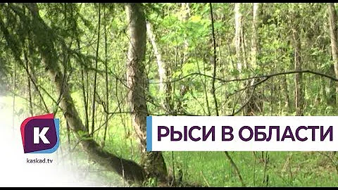 В Калининградской области насчитали 9 рысей