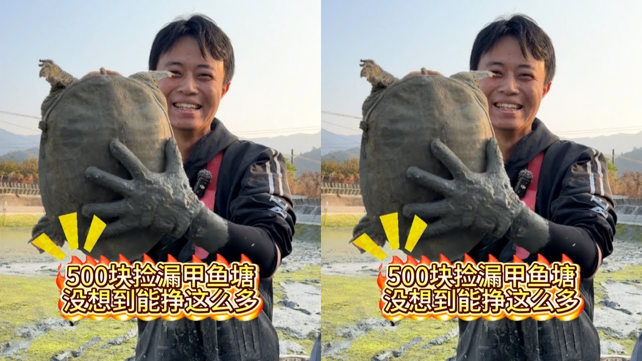 花500元在甲鱼塘捡漏，没想到今天能赚这么多？