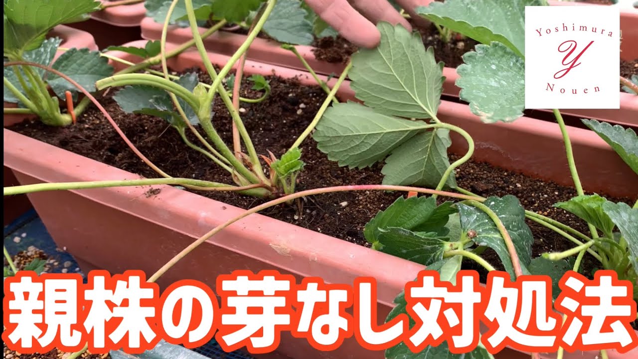 お気に入りの いちごのランナーピン 本セット 植物 観葉植物 インテリア 住まい 小物 22 407 Thepegeek Com