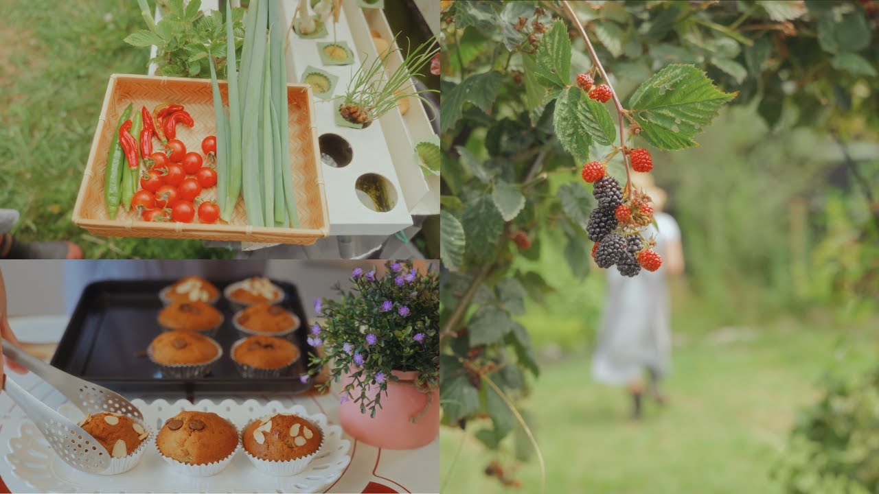 Slow Living in New Zealand: Cooking, Harvesting & Morning Walks | Relaxing Daily Vlog