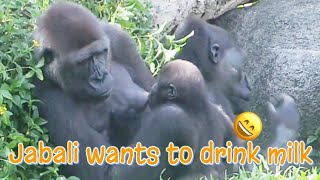 D'jeeco Family|Gorilla|Taipei zoo|Jabali is 350 days old, Ringo is 141 days old.20211016-6