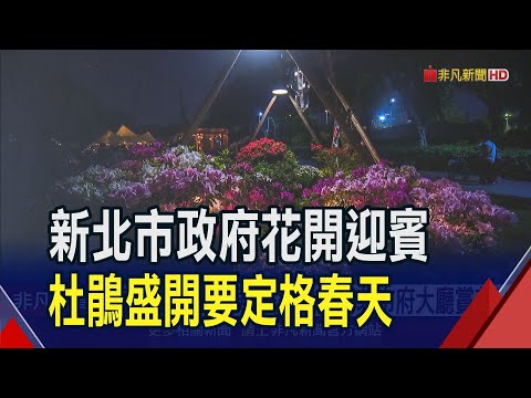 萬金杜鵑攝影展 廣邀民眾新北市府大廳賞花! 台日以花交友! 新北萬金杜鵑展帶動地方經濟｜非凡財經新聞｜20240527