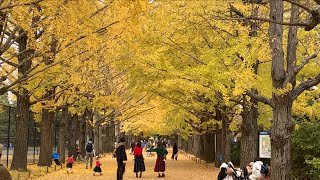 黄金色のイチョウ並木が見頃 東京・昭和記念公園
