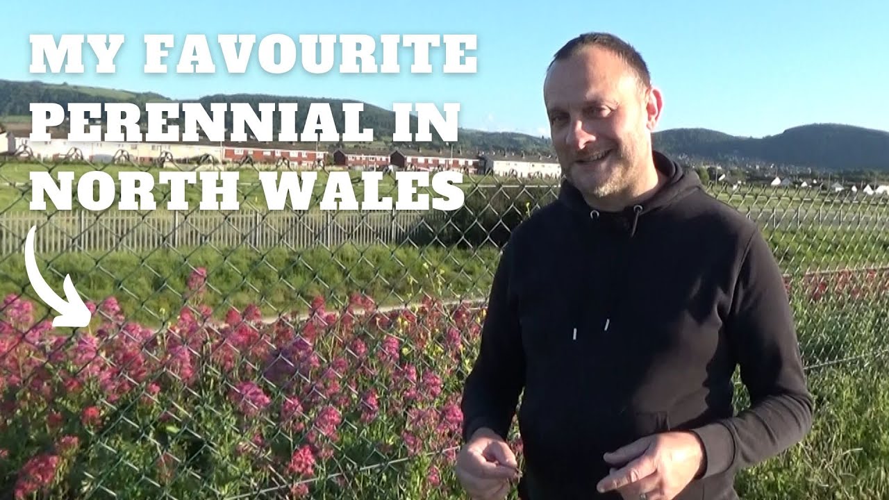 North Wales Visit to See Centranthus ruber (Red Valerian) | What Grows at the Coast